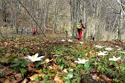 42 Fioriture di anemone dei boschi (Anemone nemorosa)